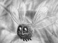 parasprite__the_by_friendshipocalypse-d4lh9p6.jpg
